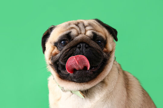 Cute pug dog on green background, closeup. Dental concept