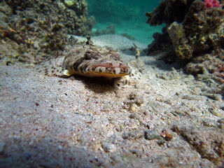 Colorful tropical fish on a coral reef, amazingly beautiful fairy world. In the coral gardens of the Red Sea.

