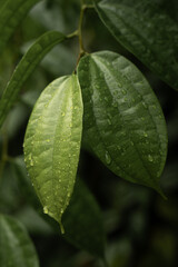 Fresh Dew Drops On Green Grass and Leaves