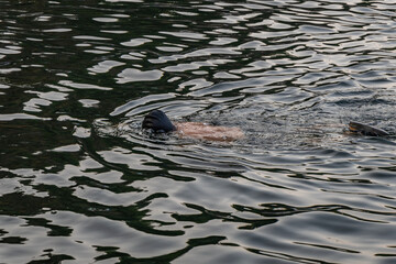 man swimming in lake water at morning from flat angle