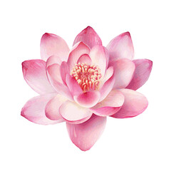 water lilly lotus flower pink color watercolor paint for card decor
