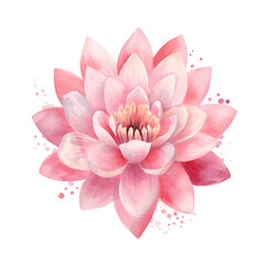 water lilly lotus flower pink color watercolor paint for card decor - obrazy, fototapety, plakaty