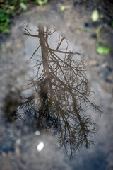 Big grown trees and creepers in a forest and land in Sri Lanka 
