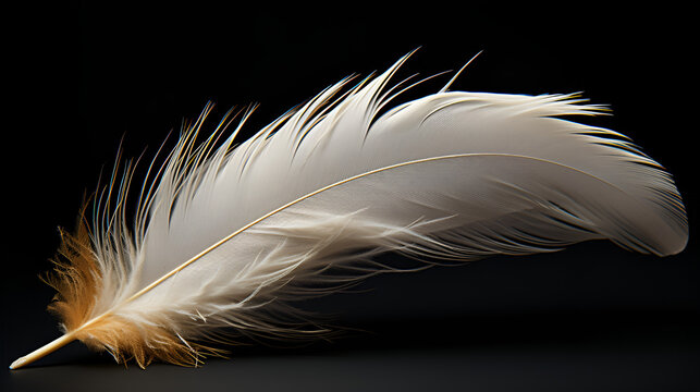feather bird soft fluffy wing, White Feather Close Up on Black Background. Generative AI, A stunning image emerges with a glowing feather, adorned in shades of gold and silver, set against a sleek b

