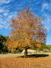 An alone orieantal plane (Platanus orientalis) in the autumn