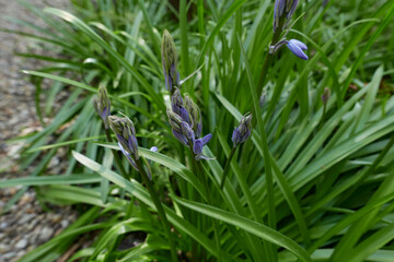 Hyacinthoides non-scripta  in bloom