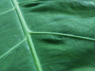 Foliage close up. Leaves for various needs, healthy food ideas, wallpapers, and natural green backgrounds. Wide leaves close up with texture