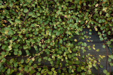 Muehlenbeckia complexa plant close up