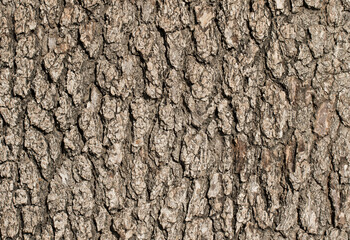 Bark texture of a living terebinth tree 