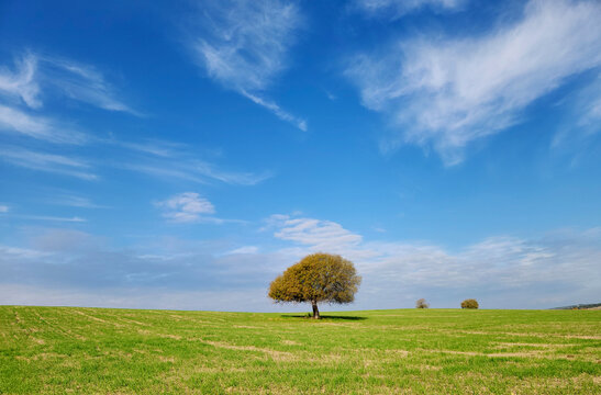 A terebinth tree (Pistacia terebinthus), kept as a shade tree at the center of a wheat field 