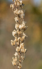 Fototapeta premium Dry flower stalk of the maritime squill (Drimia maritima)