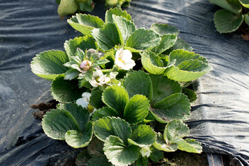 Flowers  of an early strawberry variety produced under a low plastic tunnel, with the first harvest in December. - obrazy, fototapety, plakaty