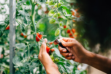 Botanist a black woman inspector meticulously checks tomato quality with a magnifying glass in herbology research focusing on lice detection. Expertise in plant science and farming. - obrazy, fototapety, plakaty