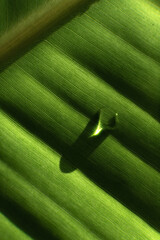 Fresh Dew Drops On Green Grass and Leaves