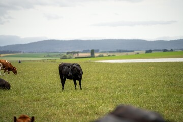 Stud Beef bulls and cows grazing on grass in a field, in Australia. breeds include speckle park,...