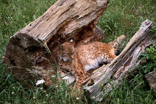 A lone lynx lying on a broken tree trunk