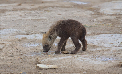 cute thirsty hyena pup quenches its thirst from a puddle in the wild amboseli national park, kenya