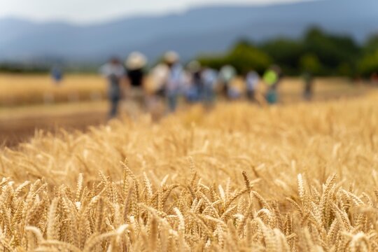 group of farmers doing a crop walk learning about crop health and agronomy from an agricultural agronomist of wheat and barley trials