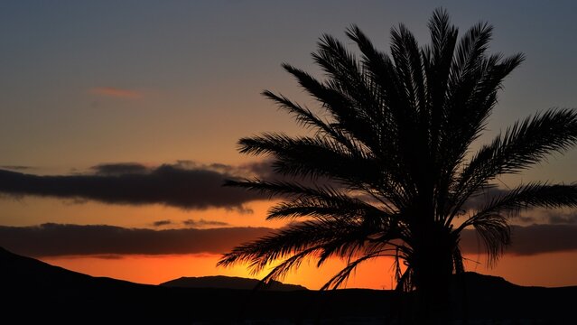 Silhouette of palm tree in the sunset/sunrise