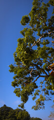 Big grown trees and creepers in a forest and land in Sri Lanka 
