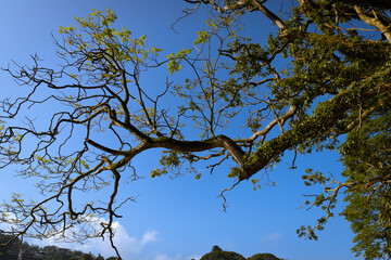 Green Leafs and branches in the wind