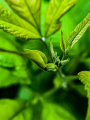 close up of a new leaf