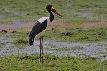 side profile of male saddle billed stork standing alert in the wild wetlands of amboseli national park, kenya