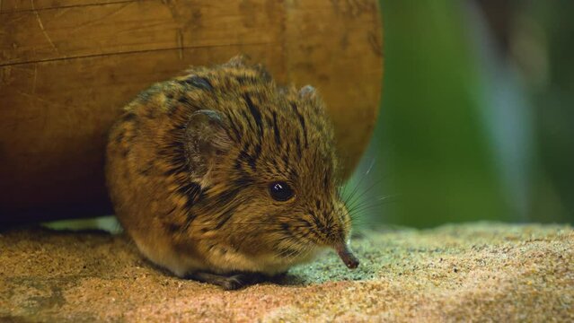 Close up of an Elephant shrew mouse resting and moving his nose.