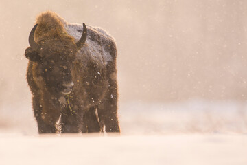 European bison in snow during winter, Białowieża Forest, Poland