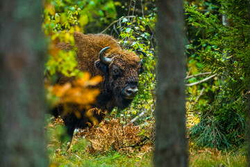 European bison in forest during autumn, fall in Bialowieza Forest, Poland