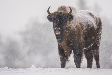 European bison in snow during winter, Bialowieza Forest, Poland