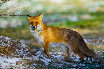  Fox in winter