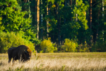 European bison in autumn on a meadow in the Bialowieza Forest, Poland