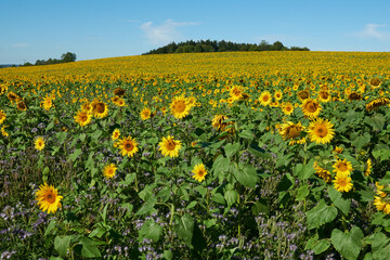 Fototapeta premium Sonnenblumenfeld, Helianthus annuus