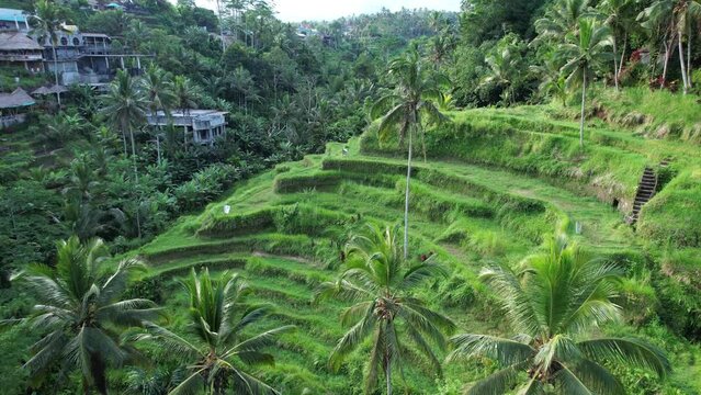 Rice terraces in poor condition, stay empty and dry, grown with grass. Aerial shot of forsaken fields at Tegallalang. Tropical jungle seen ahead, abandoned building on slope at left