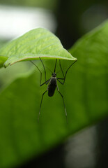 Mosquito Insect lying in Nature
