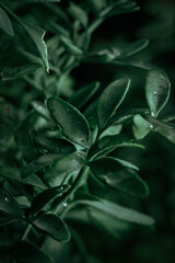 Green Leafs and branches in the wind
