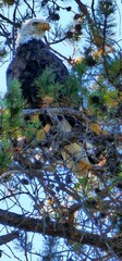 Eagle