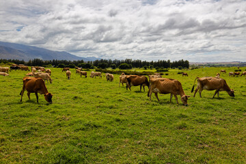 Fototapeta na wymiar Jersey cows grazing on green grass on a farm in the Western Cape, South Africa.
