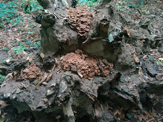 Fungal growths on the stump