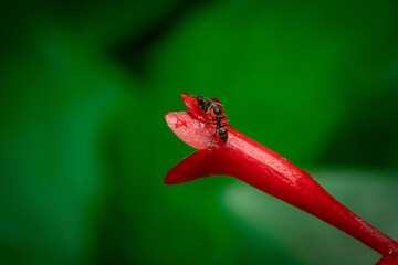 Ants and Insects on Flowers and nature leaves
