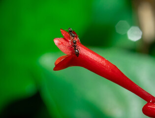 Ants and Insects on Flowers and nature leaves