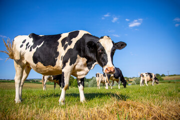 Troupeau de vache laitière dans les champs au printemps en France.
