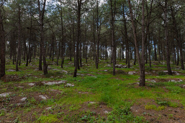 Trees and rocks in the forest