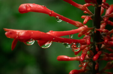 Water Dew Drop on a Fresh Flower Petal