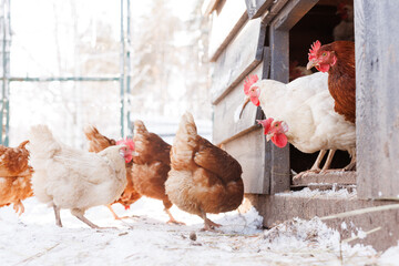 chicken walking on an eco-poultry farm in winter, free-range chicken farm