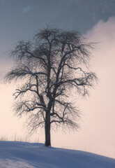 Baum am Winter