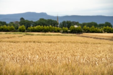 beautiful farming landscape of wheat fields and crops growing in australia