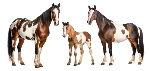 Group of pinto horses: mare, stallion and foal, animal family isolated on transparent background. PNG clip art elements. - obrazy, fototapety, plakaty