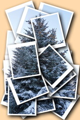 Many photos of blue spruce on photo cards on a beige background